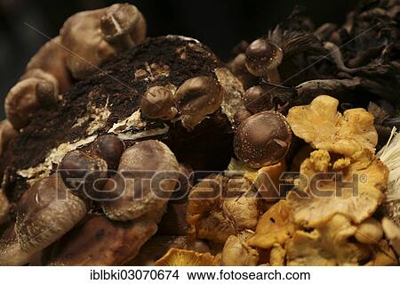 "Various types of mushrooms at a stand at Fruit Logistica, Berlin, Berlin, Berlin, Germany, Europe" View Large Photo Image Picture - "Various types of mushrooms at a stand at Fruit Logistica, Berlin, Berlin, Berlin, Germany, Europe". Fotosearch