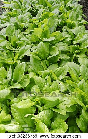 "Vegetable patch with Spinach (Spinacia oleracea), Bergkamen, North Rhine-Westphalia, Germany, Europe" View Large Photo Image Stock Photo - "Vegetable patch with Spinach (Spinacia oleracea), Bergkamen, North Rhine-Westphalia, Germany, Europe". Fotosearch