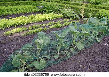 "Vegetable patch with white cabbage (Brassica oleracea convar. capitata f. alba), Bergkamen, North Rhine-Westphalia, Germany, Europe" View Large Photo Image Stock Photograph - "Vegetable patch with white cabbage (Brassica oleracea convar. capitata f. alba), Bergkamen, North Rhine-Westphalia, Germany, Europe". Fotosearch