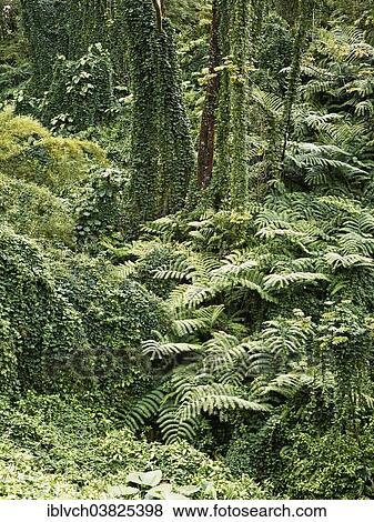 "Vegetation, Akaka Falls State Park, Big Island, Hawaii, United States, North America" View Large Photo Image Stock Photo - "Vegetation, Akaka Falls State Park, Big Island, Hawaii, United States, North America". Fotosearch