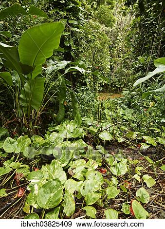 Stock Photo - "Vegetation, Akaka Falls State Park, Big Island, Hawaii, United States, North America". Fotosearch