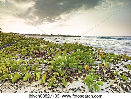"Vegetation at Makalawena Bay, Keauhou, Big Island, Hawaii, United States, North America" View Large Photo Image Stock Image - "Vegetation at Makalawena Bay, Keauhou, Big Island, Hawaii, United States, North America". Fotosearch