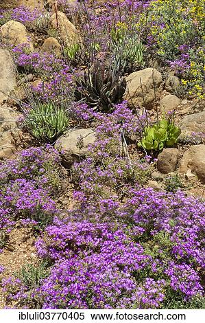 Stock Photography - "Vegetation, flowers, Swartberg Mountain Range, UNESCO World Heritage Site, Western Cape, South Africa, Africa". Fotosearch