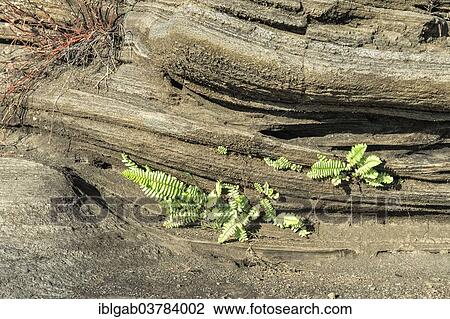 "Vegetation growing on lava field, Puerto Egas, Santiago Island, Galapagos, Unesco World Heritage Site, Ecuador, South America" View Large Photo Image Stock Image - "Vegetation growing on lava field, Puerto Egas, Santiago Island, Galapagos, Unesco World Heritage Site, Ecuador, South America". Fotosearch