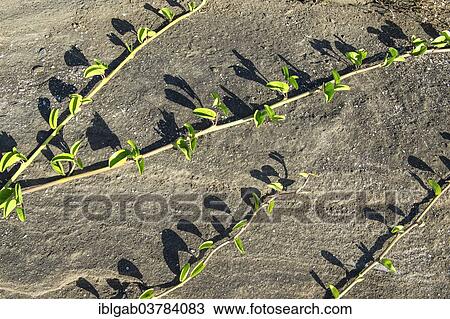 "Vegetation growing on lava field, Puerto Egas, Santiago Island, Galapagos, Unesco World Heritage Site, Ecuador, South America" View Large Photo Image Stock Image - "Vegetation growing on lava field, Puerto Egas, Santiago Island, Galapagos, Unesco World Heritage Site, Ecuador, South America". Fotosearch
