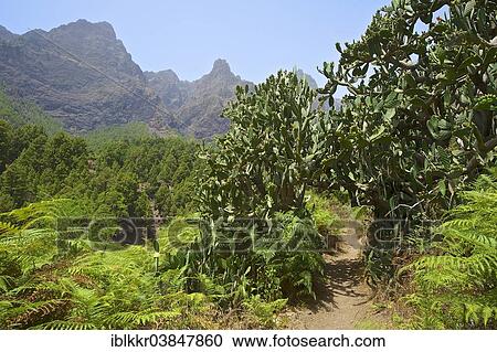 "Vegetation in Parque Nacional de la Caldera de Taburiente National Park, La Palma, Canary Islands, Spain, Europe" View Large Photo Image Stock Image - "Vegetation in Parque Nacional de la Caldera de Taburiente National Park, La Palma, Canary Islands, Spain, Europe". Fotosearch
