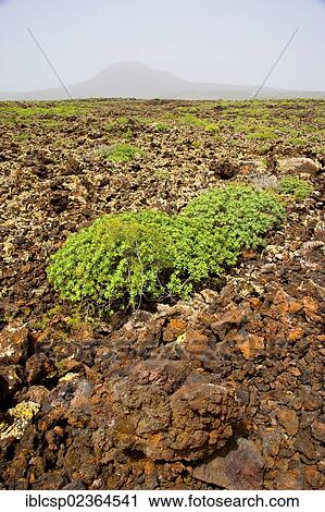 Stock Image - "Vegetation in the middle of volcanic rocks in Lanzarote Island, Spain, Europe". Fotosearch