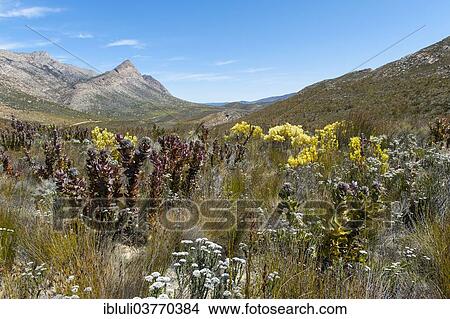 "Vegetation in the Swartberg mountain range, UNESCO World Heritage Site, Western Cape, South Africa, Africa" View Large Photo Image Picture - "Vegetation in the Swartberg mountain range, UNESCO World Heritage Site, Western Cape, South Africa, Africa". Fotosearch
