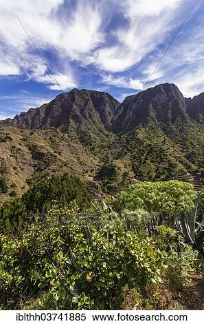 "Vegetation of the mountain region, Hermigua, La Gomera, Canary Islands, Spain, Europe" View Large Photo Image Stock Photography - "Vegetation of the mountain region, Hermigua, La Gomera, Canary Islands, Spain, Europe". Fotosearch