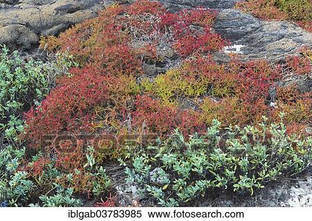 "Vegetation on Chinaman's Hat off Santiago Island, Galapagos, Unesco World Heritage Site, Ecuador, South America" View Large Photo Image Stock Photography - "Vegetation on Chinaman's Hat off Santiago Island, Galapagos, Unesco World Heritage Site, Ecuador, South America". Fotosearch