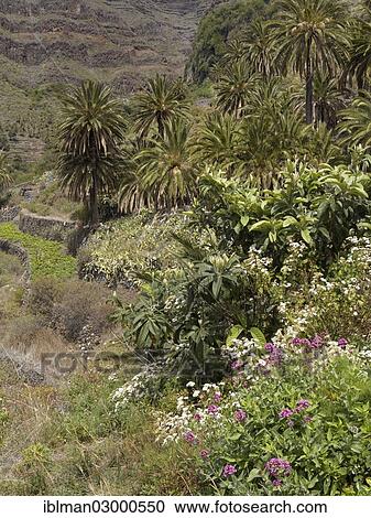 Stock Image - "Vegetation on terraces in Valle Gran Rey valley, La Gomera, Valle Gran Rey, Canary Islands, Spain, Europe". Fotosearch