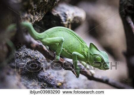 "Veiled Chameleon (Chamaeleo calyptratus), captive, native to Yemen" View Large Photo Image Stock Image - "Veiled Chameleon (Chamaeleo calyptratus), captive, native to Yemen". Fotosearch