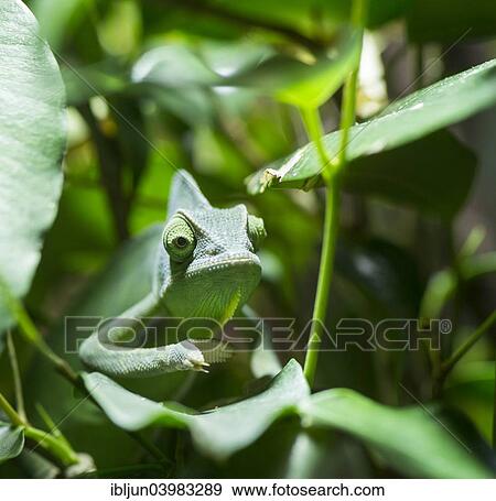 "Veiled Chameleon (Chamaeleo calyptratus), captive, native to Yemen" View Large Photo Image Stock Photo - "Veiled Chameleon (Chamaeleo calyptratus), captive, native to Yemen". Fotosearch