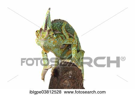 Stock Photo - Veiled Chameleon of Yemen Chameleon (Chamaeleo calyptratus). Fotosearch