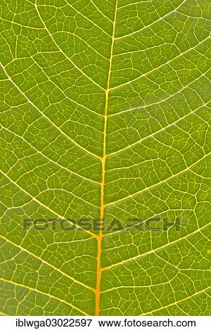Veins in the leaf of a Poinsettia or Christmas Star (Euphorbia pulcherrima) View Large Photo Image Stock Photo - Veins in the leaf of a Poinsettia or Christmas Star (Euphorbia pulcherrima). Fotosearch