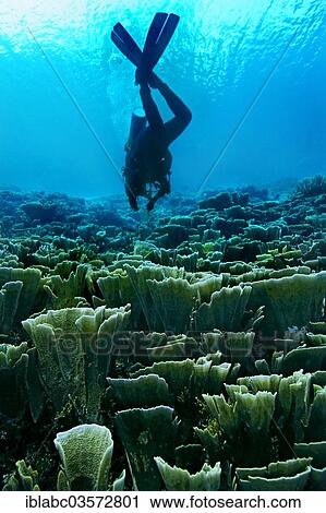 "Velvet Coral (Montipora delicatula) and a scubadiver, Raja Ampat, West Papua, Indonesia, Asia" View Large Photo Image Stock Image - "Velvet Coral (Montipora delicatula) and a scubadiver, Raja Ampat, West Papua, Indonesia, Asia". Fotosearch