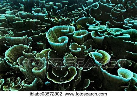 "Velvet Coral (Montipora delicatula), Raja Ampat, West Papua, Indonesia, Asia" View Large Photo Image Stock Image - "Velvet Coral (Montipora delicatula), Raja Ampat, West Papua, Indonesia, Asia". Fotosearch