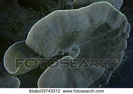 "Velvet Coral (Montipora sp. ), Raja Ampat, West Papua, Indonesia, Asia" View Large Photo Image Stock Image - "Velvet Coral (Montipora sp. ), Raja Ampat, West Papua, Indonesia, Asia". Fotosearch