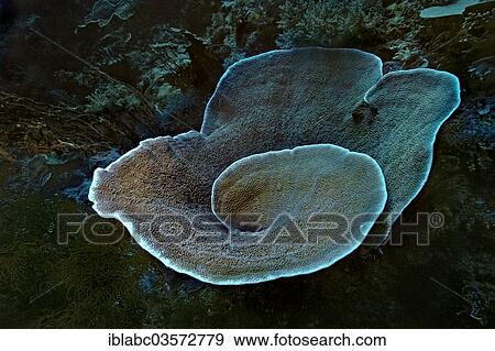 "Velvet Coral (Montipora sp. ), Raja Ampat, West Papua, Indonesia, Asia" View Large Photo Image Stock Photo - "Velvet Coral (Montipora sp. ), Raja Ampat, West Papua, Indonesia, Asia". Fotosearch