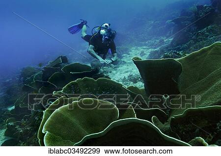 "Velvet Corals (Montipora sp. ) and a scuba diver, Raja Ampat, West Papua, Indonesia, Asia" View Large Photo Image Stock Photo - "Velvet Corals (Montipora sp. ) and a scuba diver, Raja Ampat, West Papua, Indonesia, Asia". Fotosearch