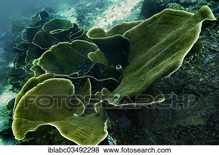 "Velvet Corals (Montipora sp. ), Raja Ampat, West Papua, Indonesia, Asia" View Large Photo Image Stock Photo - "Velvet Corals (Montipora sp. ), Raja Ampat, West Papua, Indonesia, Asia". Fotosearch