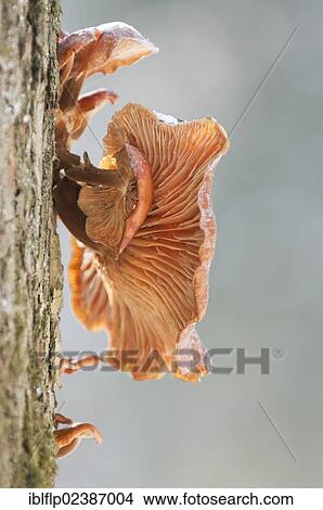 "Velvet Shank Fungus (Flammulina velutipes), fruiting bodies, growing on tree trunk in snow covered primeval forest, Bialowieza Special Protected Area, Bialowieza National Park, Podlaskie Voivodeship, Poland, Europe" View Large Photo Image Picture - "Velvet Shank Fungus (Flammulina velutipes), fruiting bodies, growing on tree trunk in snow covered primeval forest, Bialowieza Special Protected Area, Bialowieza National Park, Podlaskie Voivodeship, Poland, Europe". Fotosearch