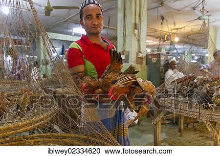 Stock Image - "Vendor holding four chickens in the air, New Market, Dhaka, Bangladesh, South Asia, Asia, Asia". Fotosearch