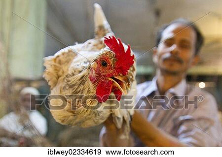 "Vendor presenting a chicken, lifting it into the air, New Market, Dhaka, Bangladesh, South Asia, Asia" View Large Photo Image Stock Photo - "Vendor presenting a chicken, lifting it into the air, New Market, Dhaka, Bangladesh, South Asia, Asia". Fotosearch