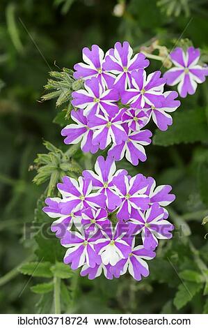 Picture - "Verbena (Verbena hybrid), flowers, North Rhine-Westphalia, Germany, Europe". Fotosearch