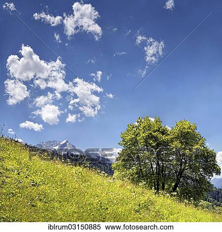 "Vernal mountain landscape with green grass, summits of Zugspitze Mountain and Alpspitze Mountain at the rear, Wamberg, Upper Bavaria, Bavaria, Germany, Europe" View Large Photo Image Stock Photography - "Vernal mountain landscape with green grass, summits of Zugspitze Mountain and Alpspitze Mountain at the rear, Wamberg, Upper Bavaria, Bavaria, Germany, Europe". Fotosearch