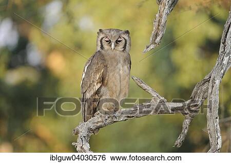 "Verreaux's eagle-owl (Bubo lacteus) sitting on a branch, Kruger National Park, South Africa, Africa" View Large Photo Image Stock Photograph - "Verreaux's eagle-owl (Bubo lacteus) sitting on a branch, Kruger National Park, South Africa, Africa". Fotosearch