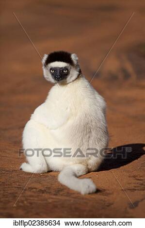 "Verreaux's Sifaka (Propithecus verreauxi), adult, sitting on ground, Berenty Reserve, Madagascar, Africa" View Large Photo Image Picture - "Verreaux's Sifaka (Propithecus verreauxi), adult, sitting on ground, Berenty Reserve, Madagascar, Africa". Fotosearch