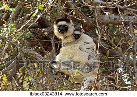 Picture - "Verreaux's Sifaka (Propithecus verreauxi), female with an infant on a tree, Berenty Reservat, Madagascar, Africa". Fotosearch