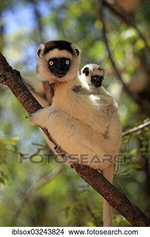 Picture - "Verreaux's Sifaka (Propithecus verreauxi), female with an infant on a tree, Berenty Reservat, Madagascar, Africa". Fotosearch
