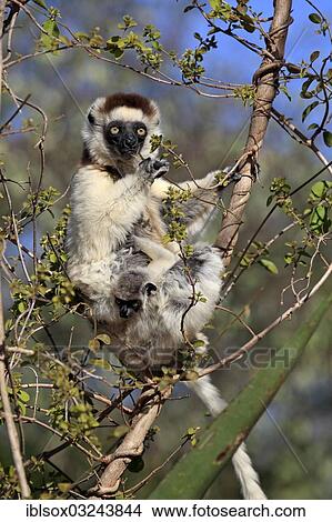 Picture - "Verreaux's Sifaka (Propithecus verreauxi), female with an infant on a tree, foraging, Berenty Reservat, Madagascar, Africa". Fotosearch