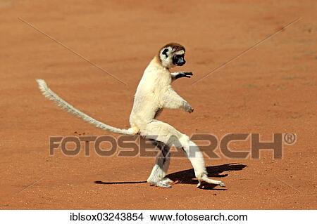 "Verreaux's Sifaka (Propithecus verreauxi), jumping, Berenty Reservat, Madagascar, Africa" View Large Photo Image Picture - "Verreaux's Sifaka (Propithecus verreauxi), jumping, Berenty Reservat, Madagascar, Africa". Fotosearch