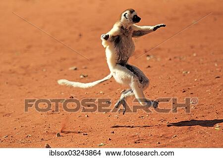 "Verreaux's Sifaka (Propithecus verreauxi), jumping, Berenty Reservat, Madagascar, Africa" View Large Photo Image Picture - "Verreaux's Sifaka (Propithecus verreauxi), jumping, Berenty Reservat, Madagascar, Africa". Fotosearch