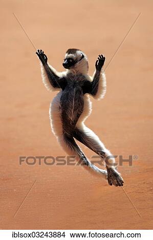 Picture - "Verreaux's Sifaka (Propithecus verreauxi), jumping, Berenty Reservat, Madagascar, Africa". Fotosearch