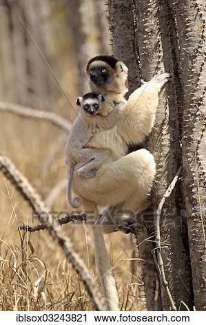 "Verreaux's Sifaka (Propithecus verreauxi), female with an infant on a tree, Berenty Reservat, Madagascar, Africa" View Large Photo Image Stock Image - "Verreaux's Sifaka (Propithecus verreauxi), female with an infant on a tree, Berenty Reservat, Madagascar, Africa". Fotosearch