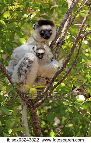 Stock Image - "Verreaux's Sifaka (Propithecus verreauxi), female with an infant on a tree, Berenty Reservat, Madagascar, Africa". Fotosearch