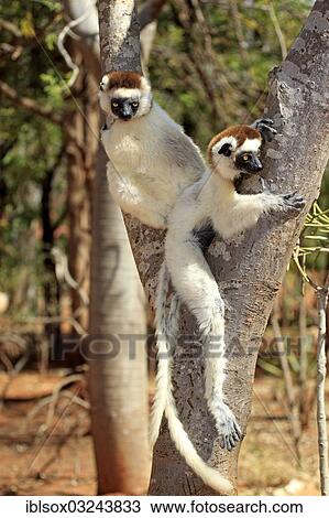 "Verreaux's Sifaka (Propithecus verreauxi), pair on a tree, Berenty Reservat, Madagascar, Africa" View Large Photo Image Stock Image - "Verreaux's Sifaka (Propithecus verreauxi), pair on a tree, Berenty Reservat, Madagascar, Africa". Fotosearch