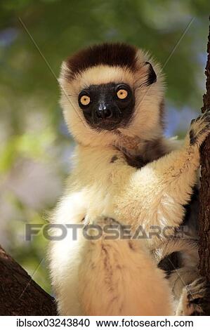 Stock Image - "Verreaux's Sifaka (Propithecus verreauxi) on a tree, Berenty Reservat, Madagascar, Africa". Fotosearch