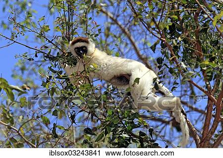 "Verreaux's Sifaka (Propithecus verreauxi) feeding on a tree, Berenty Reservat, Madagascar, Africa" View Large Photo Image Stock Image - "Verreaux's Sifaka (Propithecus verreauxi) feeding on a tree, Berenty Reservat, Madagascar, Africa". Fotosearch