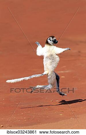 Stock Image - "Verreaux's Sifaka (Propithecus verreauxi), jumping, Berenty Reservat, Madagascar, Africa". Fotosearch