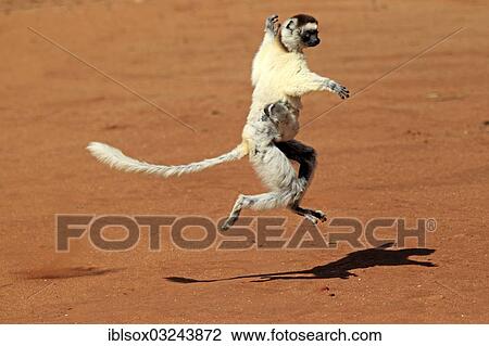 "Verreaux's Sifaka (Propithecus verreauxi), female with an infant, jumping, Berenty Reservat, Madagascar, Africa" View Large Photo Image Stock Image - "Verreaux's Sifaka (Propithecus verreauxi), female with an infant, jumping, Berenty Reservat, Madagascar, Africa". Fotosearch