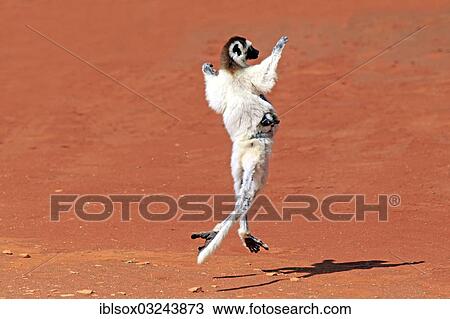 "Verreaux's Sifaka (Propithecus verreauxi), female with an infant, jumping, Berenty Reservat, Madagascar, Africa" View Large Photo Image Stock Image - "Verreaux's Sifaka (Propithecus verreauxi), female with an infant, jumping, Berenty Reservat, Madagascar, Africa". Fotosearch