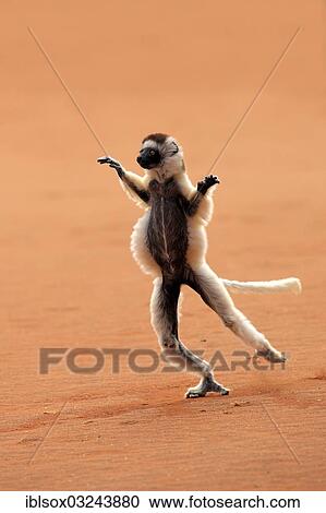 Stock Image - "Verreaux's Sifaka (Propithecus verreauxi), jumping, Berenty Reservat, Madagascar, Africa". Fotosearch