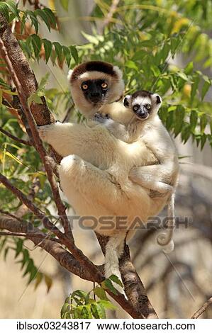Stock Photo - "Verreaux's Sifaka (Propithecus verreauxi), female with an infant on a tree, Berenty Reservat, Madagascar, Africa". Fotosearch