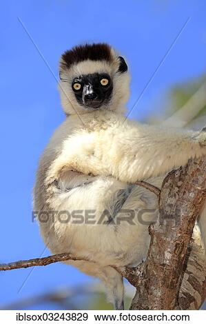 "Verreaux's Sifaka (Propithecus verreauxi) on a tree, Berenty Reservat, Madagascar, Africa" View Large Photo Image Stock Photo - "Verreaux's Sifaka (Propithecus verreauxi) on a tree, Berenty Reservat, Madagascar, Africa". Fotosearch