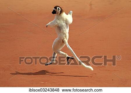 Stock Photo - "Verreaux's Sifaka (Propithecus verreauxi), jumping, Berenty Reservat, Madagascar, Africa". Fotosearch